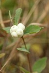 Creeping Snowberry fruit & foliage detail