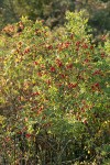 Pearhip Rose in fruit