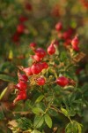 Pearhip Rose fruit & foliage