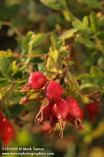 Rosa woodsii var. ultramontana