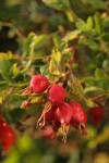 Pearhip Rose fruit