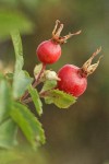 Pearhip Rose fruit detail