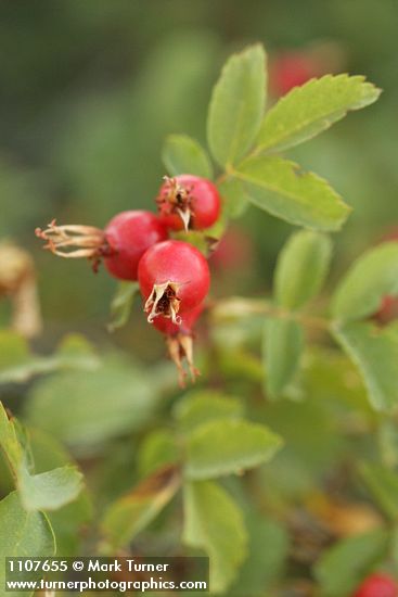 Rosa woodsii var. ultramontana