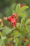 Pearhip Rose fruit & foliage