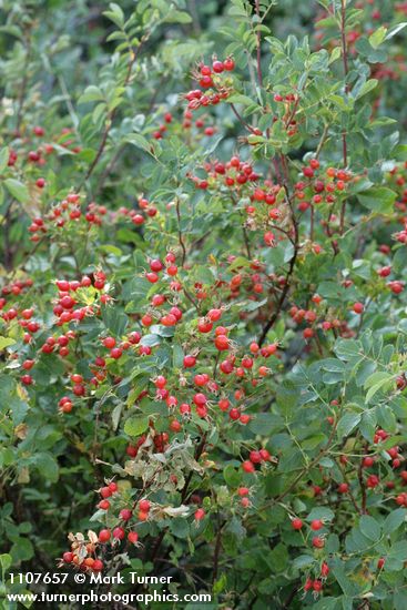 Rosa woodsii var. ultramontana