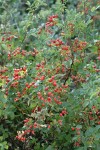 Pearhip Rose, in fruit