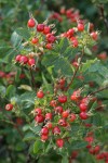 Pearhip Rose fruit & foliage