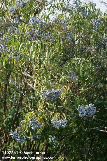 Sambucus cerulea var. cerulea