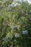 Blue Elderberry fruit & foliage