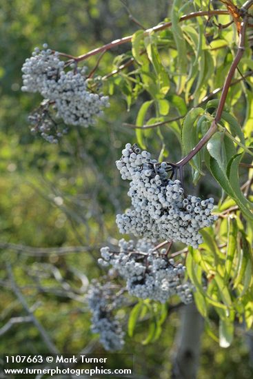 Sambucus cerulea var. cerulea