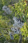 Blue Elderberry fruit & foliage