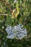 Blue Elderberry fruit & foliage