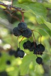 Black Hawthorn fruit