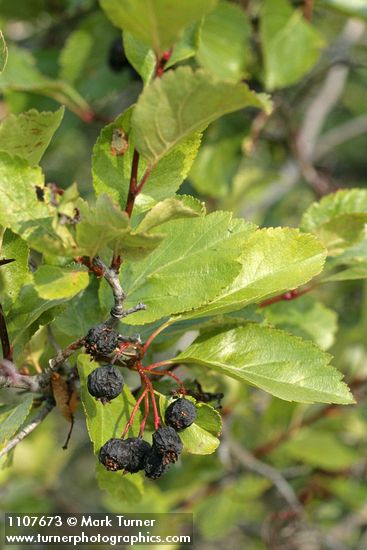 Crataegus douglasii