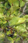 Black Hawthorn fruit & foliage