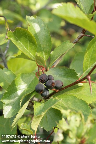 Crataegus douglasii