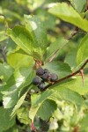 Black Hawthorn fruit & foliage