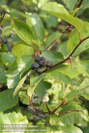 Crataegus douglasii