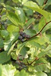 Black Hawthorn fruit & foliage
