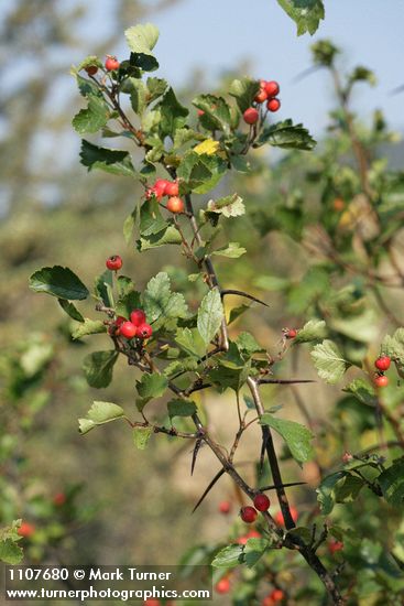 Crataegus chrysocarpa var. piperi