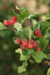 Piper's Hawthorn fruit & foliage