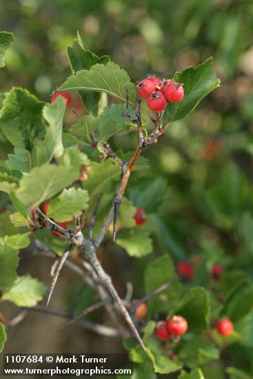 Crataegus chrysocarpa var. piperi