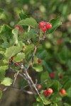 Piper's Hawthorn fruit & foliage