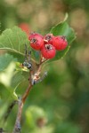 Piper's Hawthorn fruit & foliage