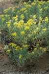 Greene's Goldenweed