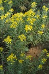Greene's Goldenweed