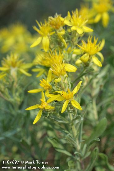 Ericameria greenei