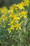 Greene's Goldenweed blossoms & foliage