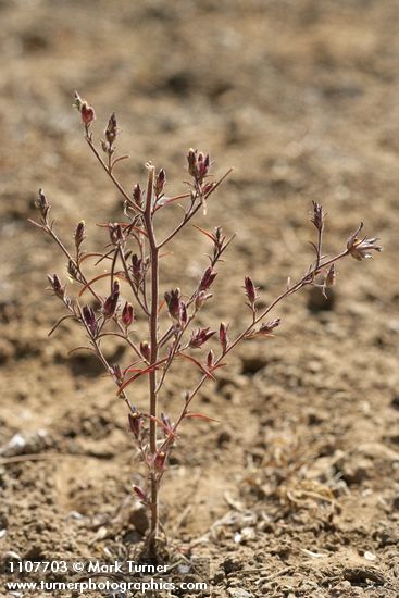 Cordylanthus capitatus