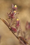 Yakima Bird's Beak blossoms & foliage detail