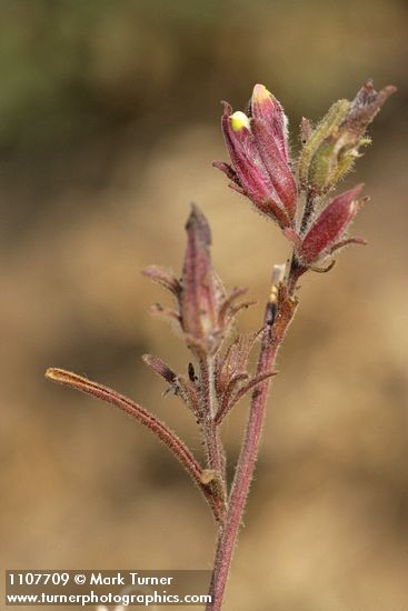 Cordylanthus capitatus