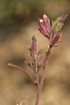 Yakima Bird's Beak blossoms & foliage