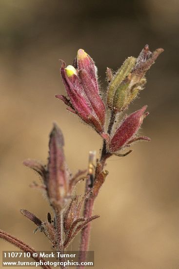 Cordylanthus capitatus