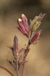 Yakima Bird's Beak blossoms & foliage detail