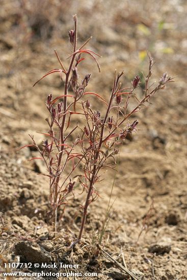 Cordylanthus capitatus