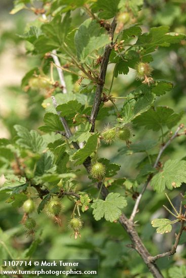 Ribes watsonianum