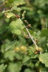 Spiny Gooseberry fruit & foliage detail