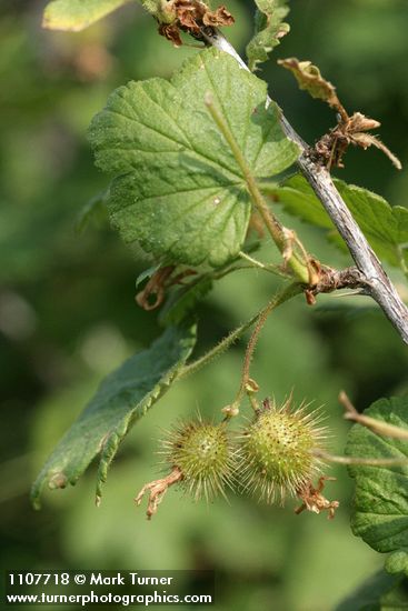 Ribes watsonianum