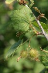 Spiny Gooseberry fruit & foliage detail