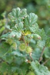 Spiny Gooseberry fruit & foliage detail