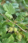 Spiny Gooseberry fruit & foliage detail