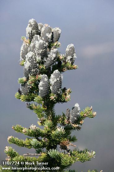 Abies lasiocarpa