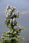 Subalpine Fir cones & foliage