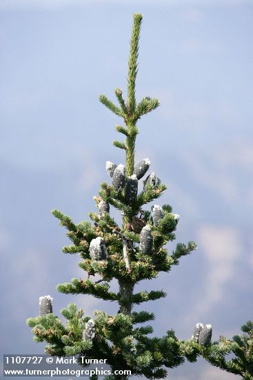 Abies lasiocarpa