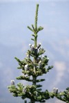 Subalpine Fir cones & foliage