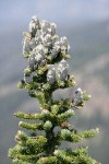 Subalpine Fir cones & foliage